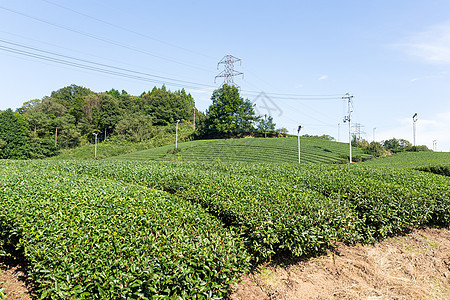 绿色茶叶厂观光森林植物叶子场地农田风景农村绿色植物高地图片