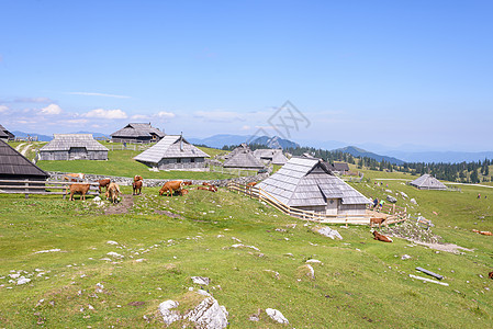 高原 斯洛文尼亚 阿尔卑斯山村 传统风格的木制房屋 大众登山目的地旅行草地国家全景天空房子木头生态牧场旅游图片