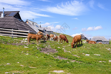 高原 斯洛文尼亚 阿尔卑斯山村 传统风格的木制房屋 大众登山目的地全景生态草地房子农村建筑旅行太阳远足旅游图片