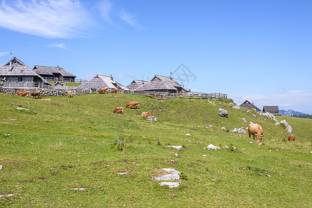 高原 斯洛文尼亚 阿尔卑斯山村 传统风格的木制房屋 大众登山目的地爬坡国家牧场旅游太阳房子小屋木头村庄奶牛图片