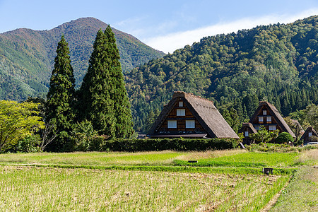 日本白川戈村丛林文化村庄合掌森林地标建筑学稻草茅草遗产图片