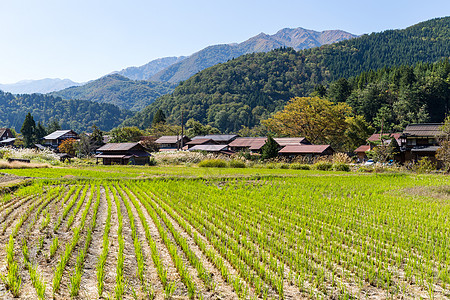 日本白川越村文化白川建筑学绿色植物遗产世界旅行丛林茅草历史性图片