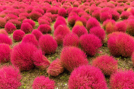 秋季红巴西亚草原观光旅行花园风景公园地肤场地扫帚衬套红豆图片