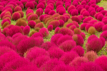 在日本花园的红色Kochia图片