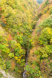 纳鲁科峡谷旅游树叶农村悬崖鸣子旅行树木植物季节森林图片