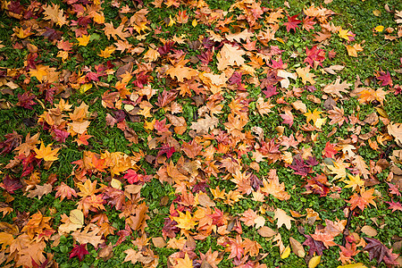 色彩多彩的秋叶叶子黄色荒野树木红色季节橙子公园草地森林图片