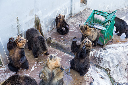 可爱熊在动物园公园寻找食物图片