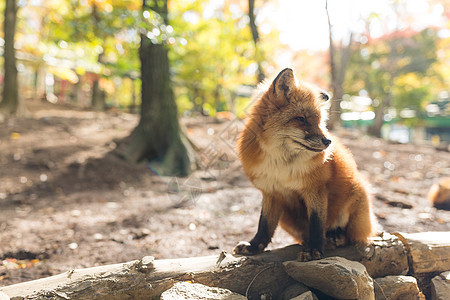 Fox 狐狸水平森林红色动物场景绿色荒野犬类食肉捕食者图片