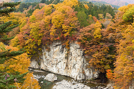 流水川的秋天风景日落岩石丛林橙子峡谷日光爬坡溪流植物森林图片