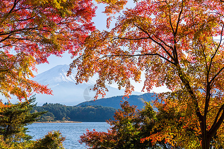 秋季川口湖和藤山图片