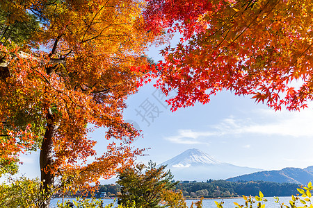 秋天富士山 有红青树叶反射季节地标天空公吨丛林场景森林风景火山图片