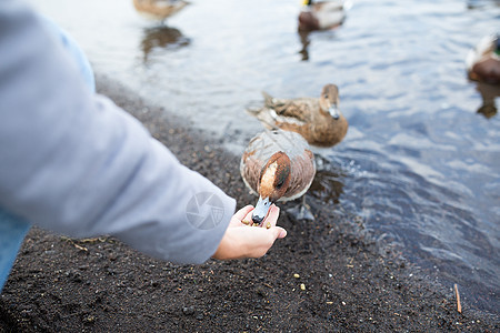 妇女喂养鸭午餐羽毛团体荒野女性女孩小吃面包翅膀池塘图片