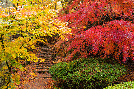 日本花园的秋天风景森林石头岩石寺庙树叶建筑学院子叶子公园建筑图片