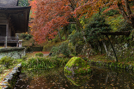 秋季的日本花园环境叶子橙子树叶农村公园石头宗教晴天季节图片