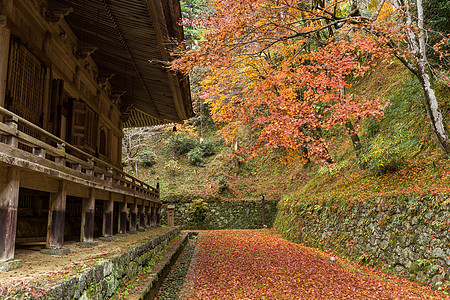 日本寺庙和林木图片