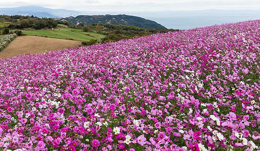 宇宙花朵草地花瓣环境植物农村花园紫色季节公园植物学图片