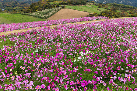 宇宙花朵田白色黄色花园植物群场地乡村花粉绿色天空粉色图片