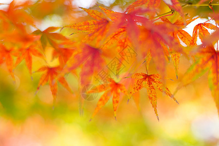 红花树树叶天空森林树木花园叶子阳光植物季节性红色图片