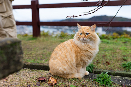 公园的可爱街猫图片