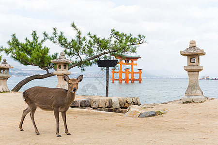 在宫岛的鹿和大藤井门图片