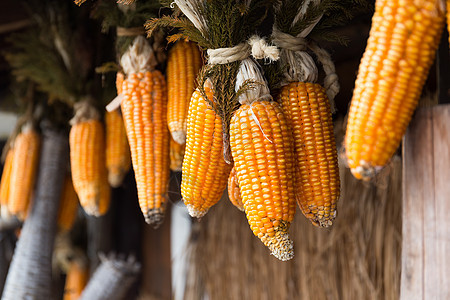 干玉米植物收获农场种子文化农民黄色水果农业食物图片