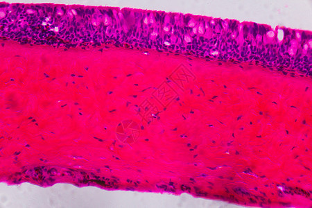 显微镜下的 Anodonta 鳃纤毛上皮细胞  Abstr照片气管静脉器官紫色科学插图纤维解剖学叶片图片