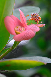 春单菊花和蜜蜂地平线蓝色蜂蜜花园绿色国家草地土地农场生长图片