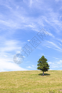 大地上有山岳上的单一的松树高山农村山脉爬坡草原植物天空生态农业草地图片