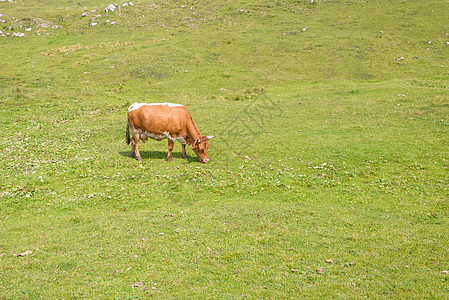 在山上放牧的牛牛 畜牧家畜牧场爬坡动物天空农场国家旅行草地农业图片