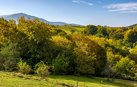 山区农村山丘上的秋天林森林图片