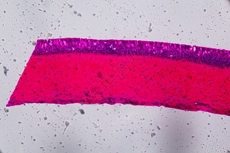 显微镜下的 Anodonta 鳃纤毛上皮细胞  Abstr松紧带紫色艺术叶片解剖学科学插图宏观纤维组织图片