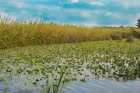 Yarkon国家公园的Lily水池     满是黄瓦的池塘风景公园反射植物群百合荷花花瓣叶子植物学植物图片