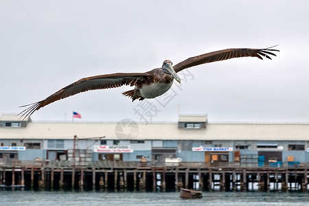 白西人鸟类海洋野生动物海岸飞行天空水平动物群棕色码头图片