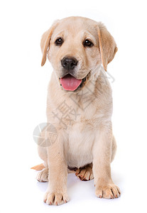 小狗拉布拉多检索器宠物动物棕色猎犬猎狗工作室棕褐色图片