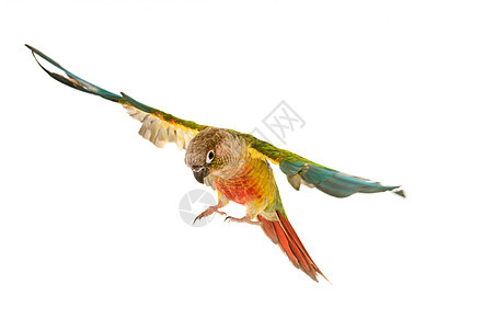 演播室的绿菜鹦鹉绿颊长尾飞行工作室皮草羽毛女性动物翅膀图片