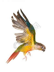 鹦鹉飞演播室的绿菜鹦鹉绿颊女性皮草长尾动物飞行工作室翅膀羽毛背景