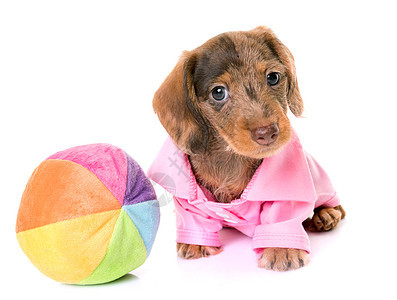 小狗线发型达赫申德棕色粉色头发宠物金属肠犬工作室动物玩具外套图片