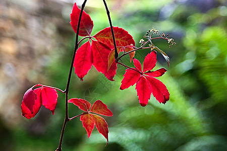 弗吉尼亚克里珀人爬山虎园艺爬行者植物藤蔓树叶生长季节植物学叶子图片