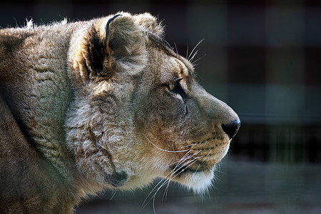 巴巴拉里狮子捕食者巴巴豹属毛皮动物荒野生物猫科眼睛哺乳动物图片