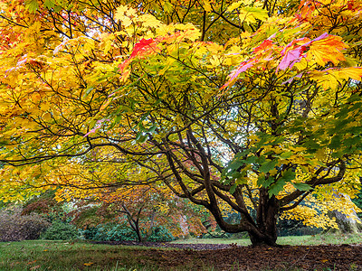 秋天的树黄色糖精树叶光合作用绿色环境季节性植物叶子生态图片