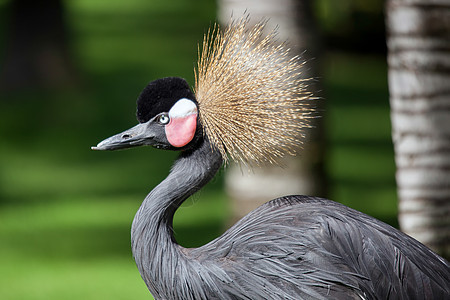 黑冠鹤动物群国家异国荒野动物园脖子情调鸟类起重机眼睛图片