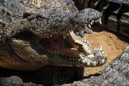 的尼罗可迪尔生物园鳄鱼生物爬行动物爬虫皮肤牙齿两栖动物野生动物食肉图片