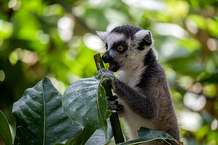 在Fuengirola生物公园的环尾勒穆尔(Lemur catta)图片