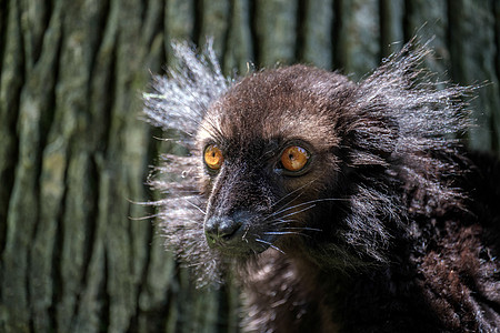 在Fuengirola生物园的黑狐猴图片