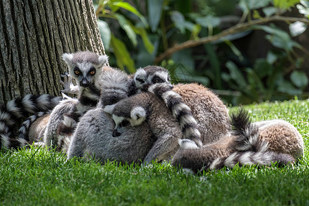 在Fuengirola生物公园的环尾勒穆尔斯Lemur catta毛皮野生动物荒野国家动物哺乳动物灵长类条纹婴儿睡眠图片