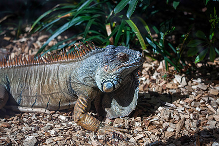 Loro Parque动物园的Iguana脊椎动物爬行动物捕食者野生动物爬虫眼睛橙子冒充波峰热带图片