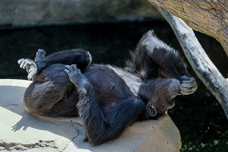 七月4日 黑猩猩沉睡在火山灰中图片