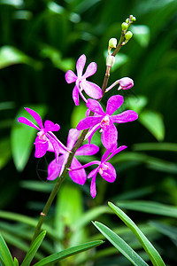 品牌植物群花朵绿色紫色兰花格式红色白色粉色花瓣图片