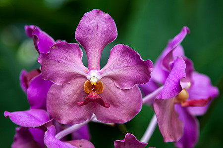 Vanda Usha图片