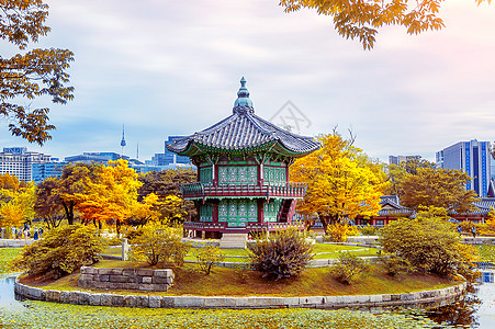 韩国秋天的庆博京贡宫叶子橙子丛林植物森林阳光环境花园树干风景图片